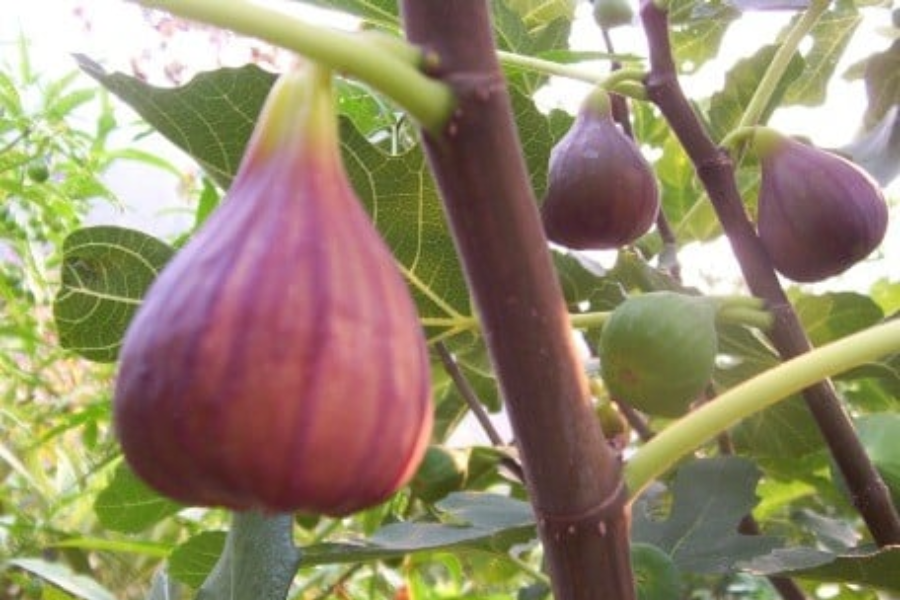 Friday Fig: Unveiling the Secrets of this Exquisite Fruit